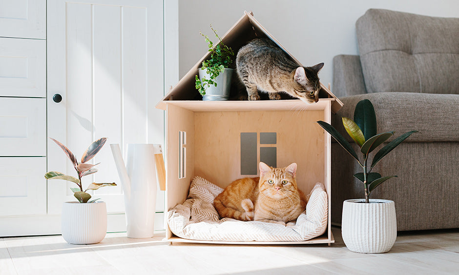 Cat Home Design