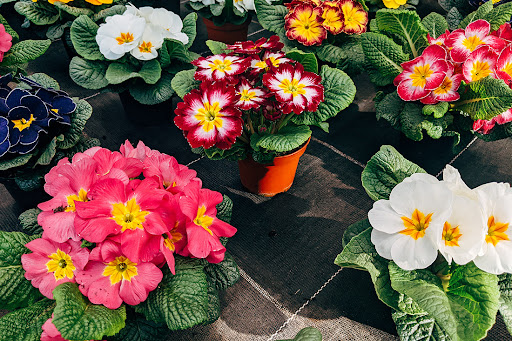 How to Grow Flowers at Home: A Beginner's Guide