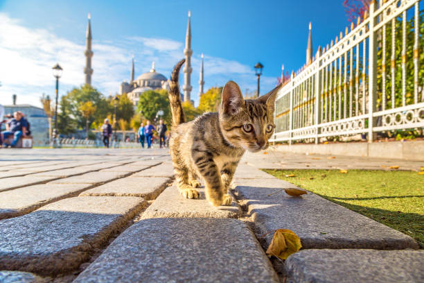 Discovering Cats in Turkey: A Fascinating Insight into Turkey's Feline Friends