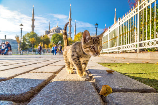 Discovering Cats in Turkey: A Fascinating Insight into Turkey's Feline Friends